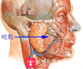 超声波瘦脸