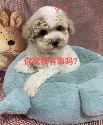 双眼皮
