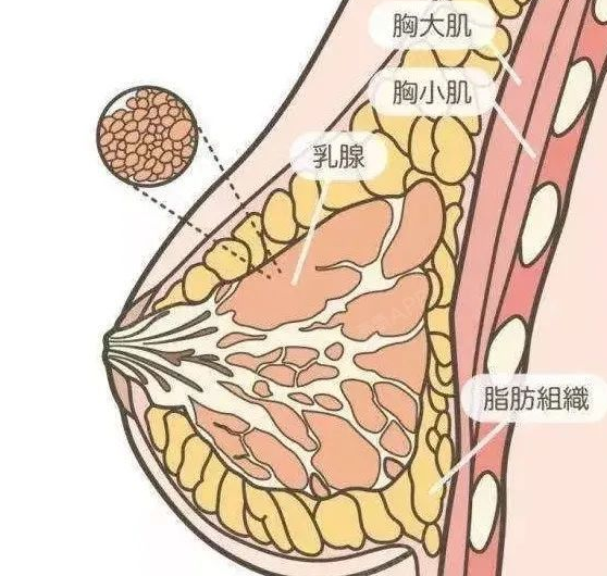 自体脂肪培养丰胸