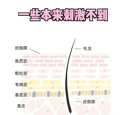 肌肤