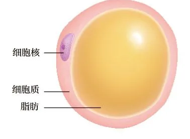 自体脂肪填充