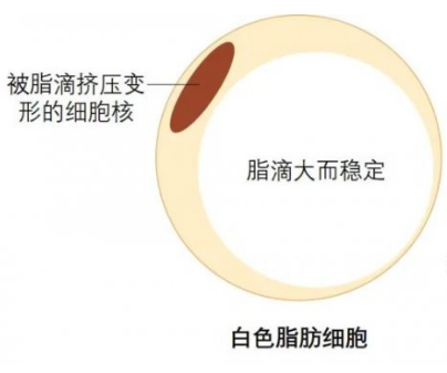 自体脂肪培养丰胸