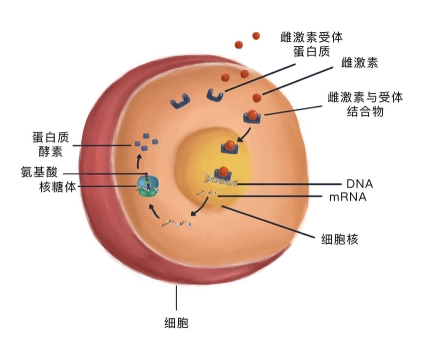自体脂肪培养丰胸