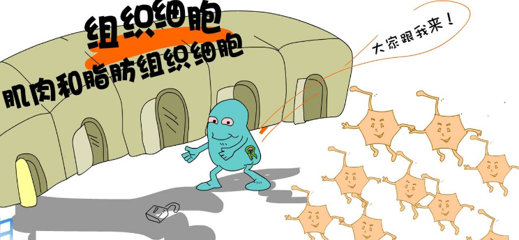 自体脂肪培养丰胸
