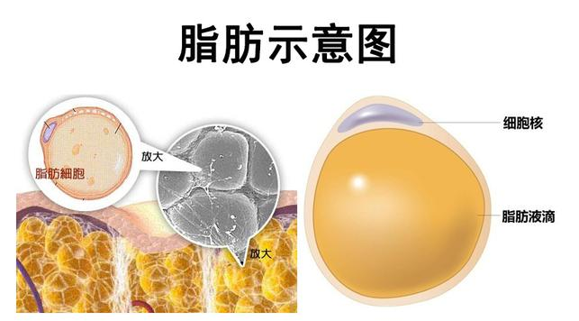 自体脂肪胶
