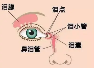 泪沟填充