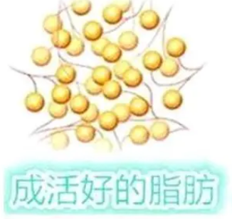 自体脂肪胶