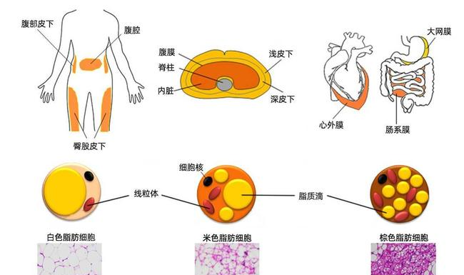 自体脂肪填充