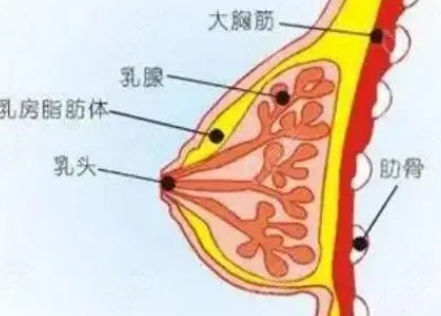 自体脂肪丰胸