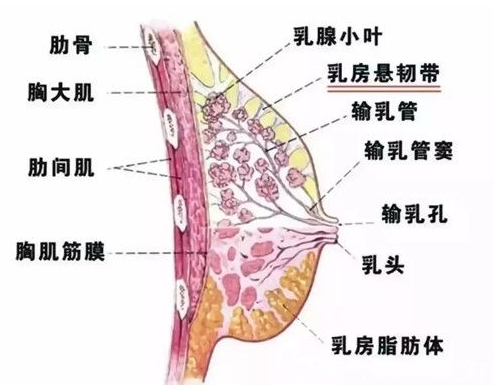 自体脂肪丰胸