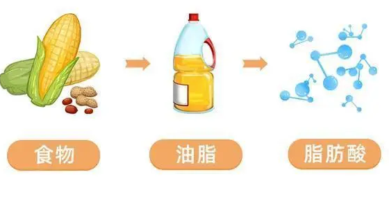 自体脂肪丰胸