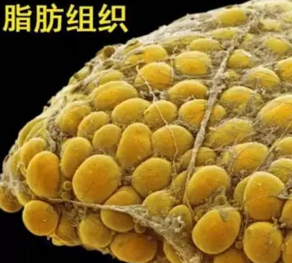 注射丰胸