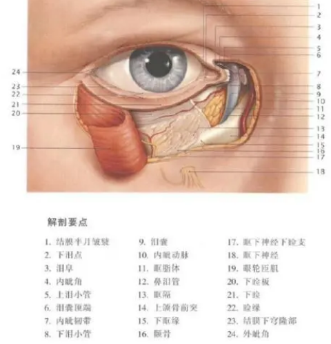 眼袋
