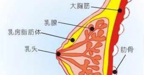 自体脂肪丰胸