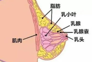 自体脂肪丰胸