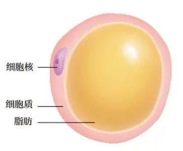 自体脂肪胶填充