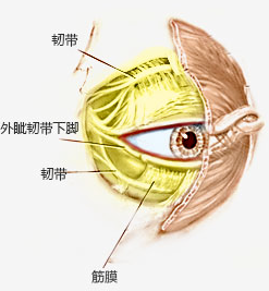 眼袋