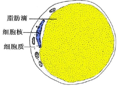 超声波减肥