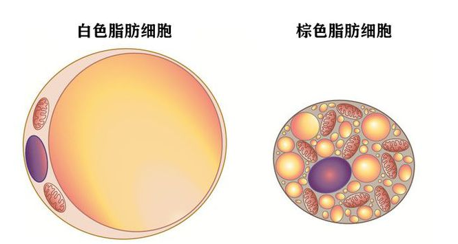 超声波减肥