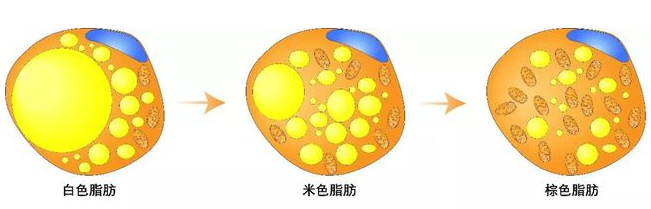 自体脂肪细胞丰胸
