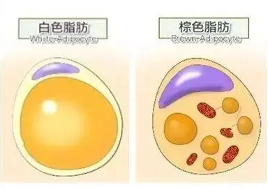 自体脂肪丰胸