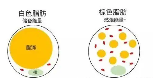 自体脂肪丰胸