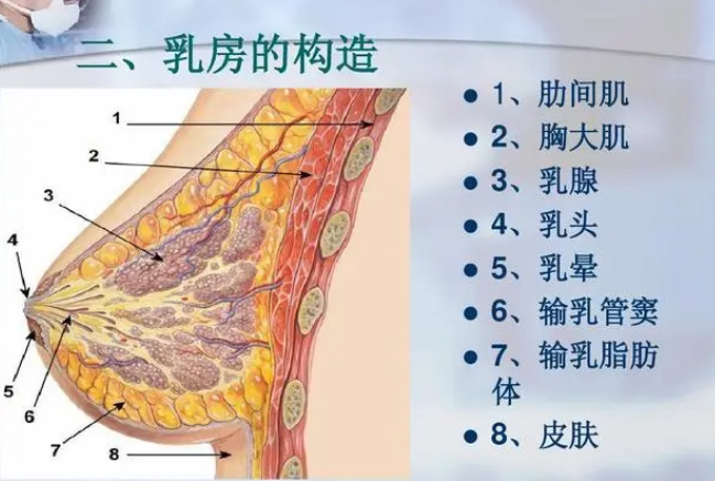 自体脂肪丰胸