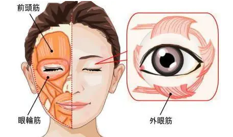 去眼袋手术