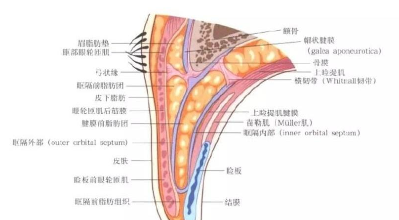 眼袋