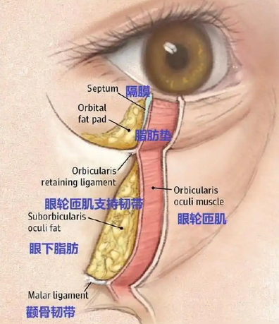 眼袋