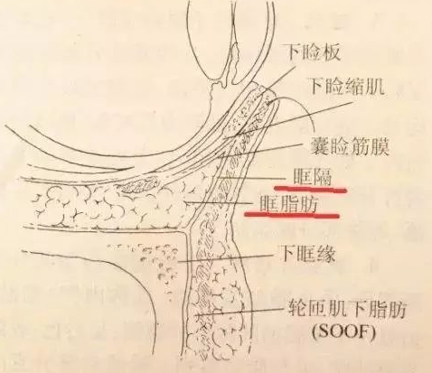 眼袋
