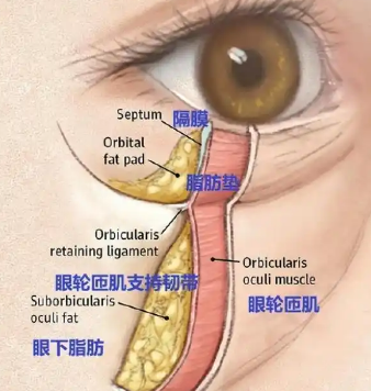 去眼袋手术