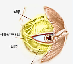 去眼袋手术