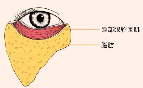 眼袋